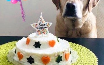 torta di compleanno per cani